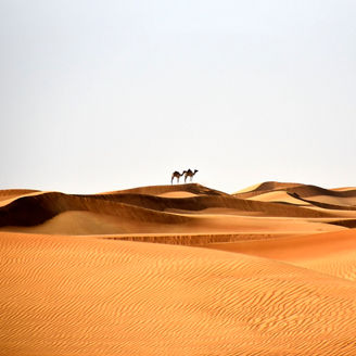 Camels in Al Bidayer Desert dunes, Dubai, United Arab Emirates
