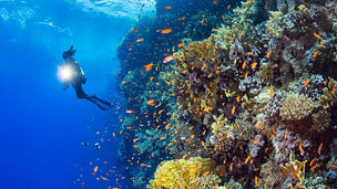 Woman scuba diving in sea