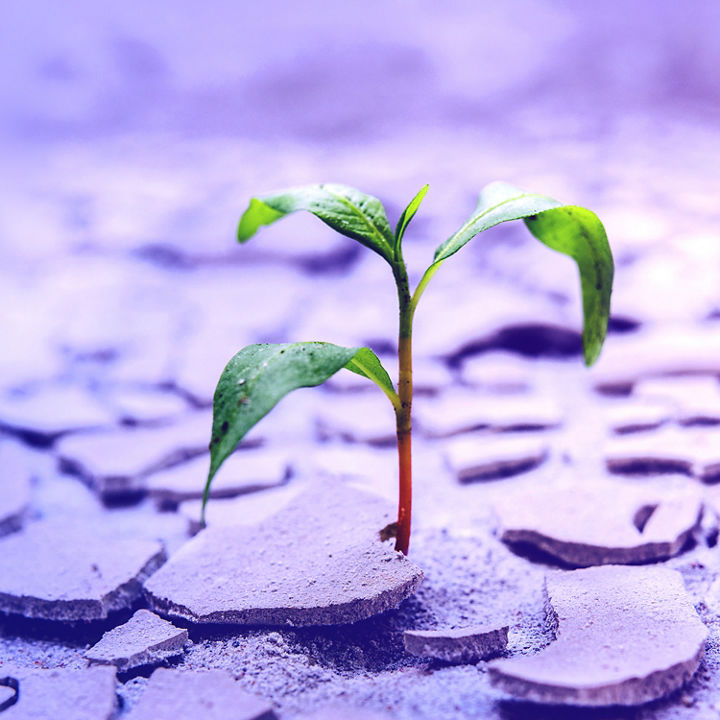Close-up of seedling on dirt - purple background