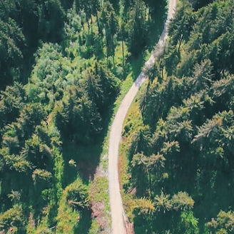 Pathway-in-forest