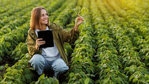 Smart farming soybean technology. Female farmer with digital tablet examines and checkins roots of soya plants in field. Agronomist controls the growth and development of sprouts before harvesting