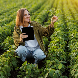 Smart farming soybean technology. Female farmer with digital tablet examines and checkins roots of soya plants in field. Agronomist controls the growth and development of sprouts before harvesting
