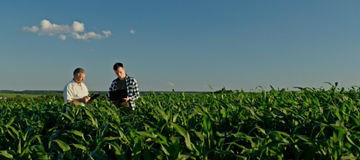 Father and son farmers standing in a beautiful cornfield, working with a laptop and tablet. Integrating technology in their family farm; Shutterstock ID 2501665223; purchase_order: 