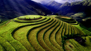 Socalcos verdes de arroz nas montanhas, com três agricultores a caminhar no topo ao amanhecer.