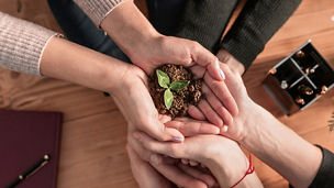 Sprouted plant and soil in hands of people