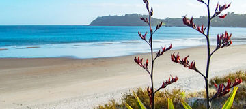 Strategic alliances & sponsorships