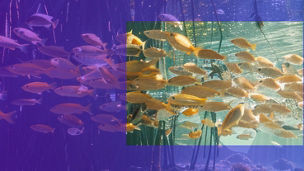 fische