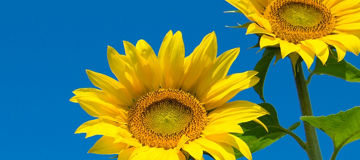 Sunflower field with cloudy blue sky