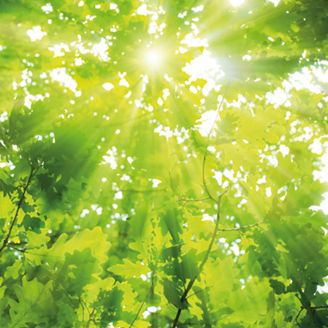 Green oak leaves, bright sun
