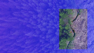 The image shows a dramatic divide between a lush forest on one side and a barren, deforested area on the other.