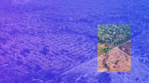 The image shows a dramatic divide between a lush forest on one side and a barren, deforested area on the other.