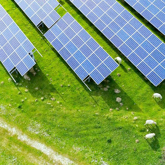 Aerial view of a solar farm with grazing sheep, showcasing sustainable land use and self-generated renewable energy.