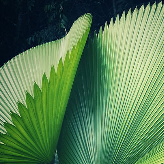 leaf
