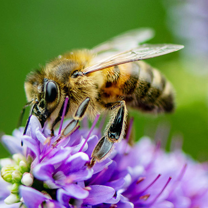 Building a sustainable future one bee at a time