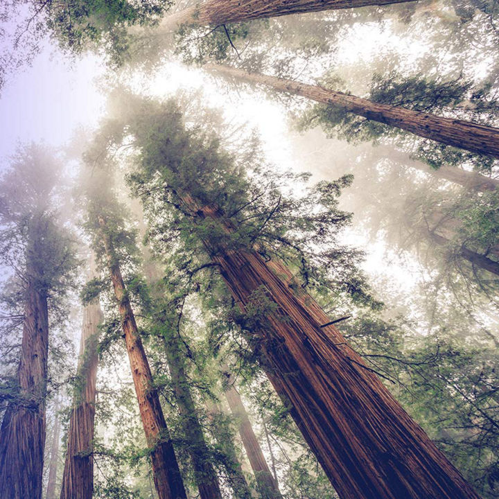 Tall trees and sunlight through forest canopy
