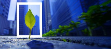 Green leaf growing through pavement, symbolising growth and transformation in an urban setting