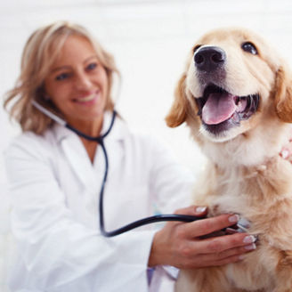 Hund beim Tierarzt