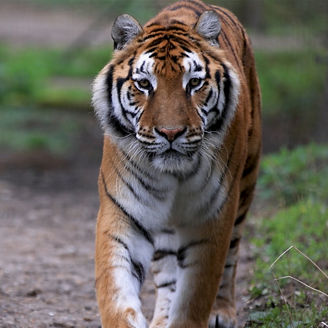 Tiger in walking in forest