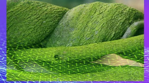 Integrating Nature Tech: