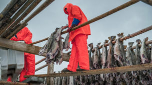 Producing stockfish from cod