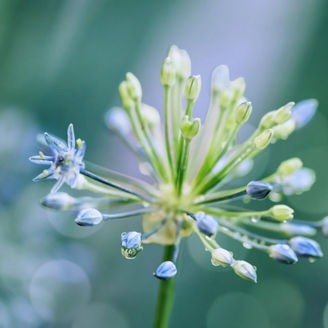 Blume