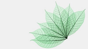 transparent green leaf
