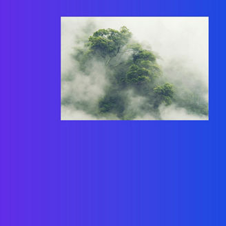 tree-in-fog