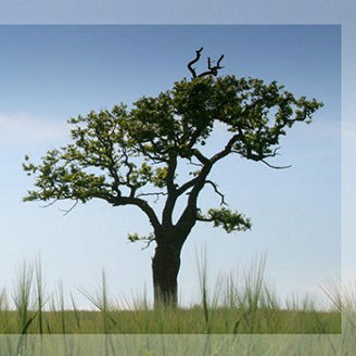 A tree in the wild with grass