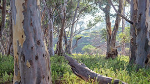 trees-in-forest