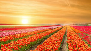 Landscape of Netherlands tulips with sunlight in Netherlands.