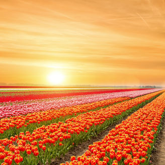 Landscape of Netherlands tulips with sunlight in Netherlands.