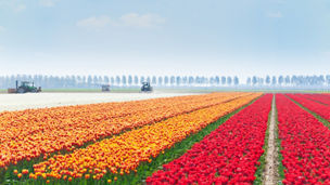Rows of beautiful colorful tulip fields during sunny day with tractors on background in Netherlands, Europe in summer time