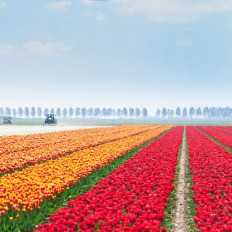 Rows of beautiful colorful tulip fields during sunny day with tractors on background in Netherlands, Europe in summer time