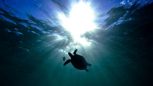 Turtles silhouette under water