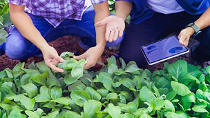 two people examining crop health with ipad