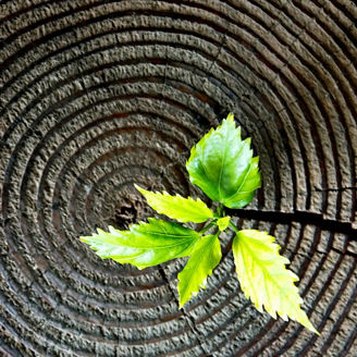 Young green plant seedling grow from old tree stump.