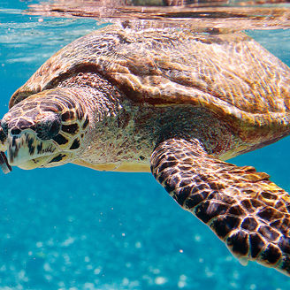 Schildkröte im Ozean