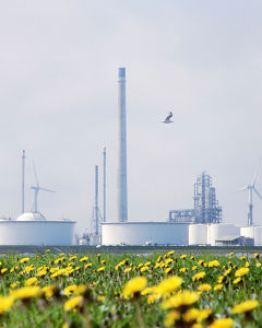 Windkraftanlagen und Sonnenblume