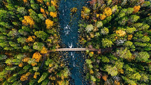 Wooden bridge in forest