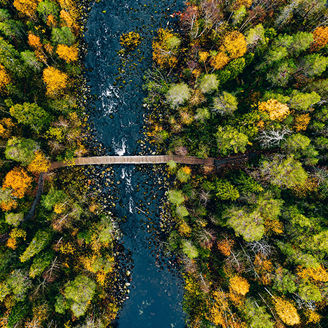 Wooden bridge in forest