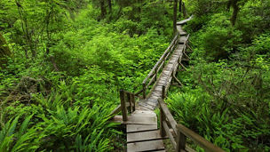 Wooden bridge in the forest