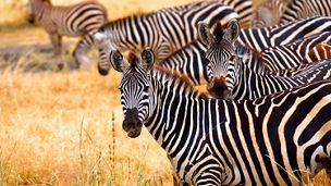 Zebra standing together 