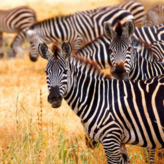 Zebra standing together 